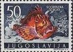 Red Scorpionfish (Scorpaena scrofa)