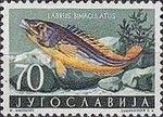 Cuckoo Wrasse (Labrus bimaculatus)