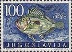 John Dory (Zeus pungio)