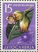 Deadly Nightshade (Atropa belladonna)