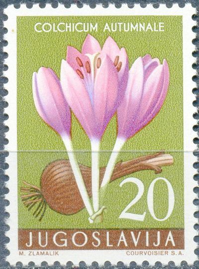 Autumn Crocus (Colchinum autumnale)