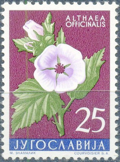Common Marshmallow (Althaea officinalis)