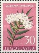 Valerian (Valeriana officinalis)