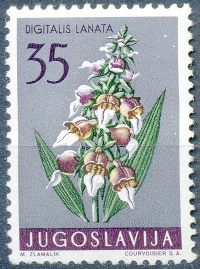 Woolly Foxglove (Digitalis lanata)