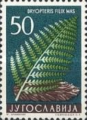 Male Fern (Dryopteris filix-mas)