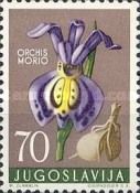 Orchis morio - Green-winged Orchid