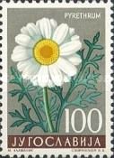 Dalmation Pyrethrum (Chrysanthemum cinerariaefolium)