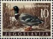 Mallard (Anas platyrhynchos)