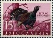 Western Capercaillie (Tetrao urogallus)