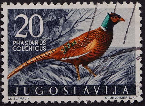 Common Pheasant (Phasianus colchicus)