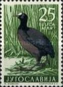 Eurasian Coot (Fulica atra)