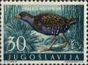 Water Rail (Rallus aquaticus)