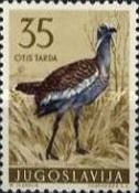 Great Bustard (Otis tarda)