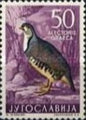 Rock Partridge (Alectoris graeca)