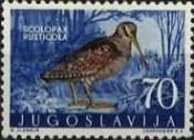 Eurasian Woodcock (Scolopax rusticola)