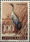 Gray Crane (Grus grus)