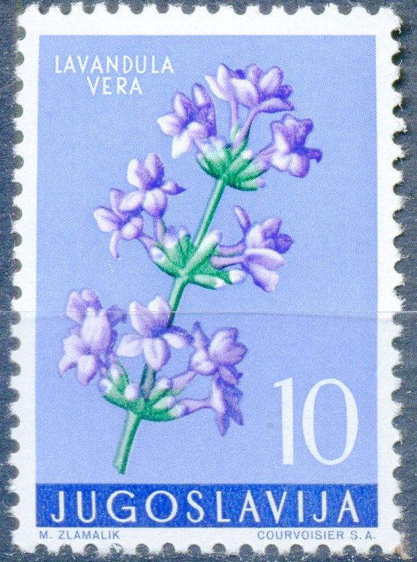 Lavender (Lavandula angustifolia)