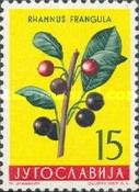 Alder blackthorn (Rhamnus frangula)