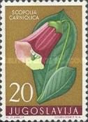 Henbane Bell (Scobolia carniolica)
