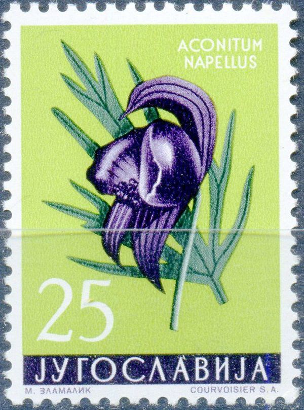Aconitum Napelius