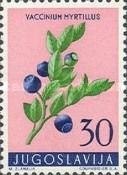 Vaccinium myrtillus