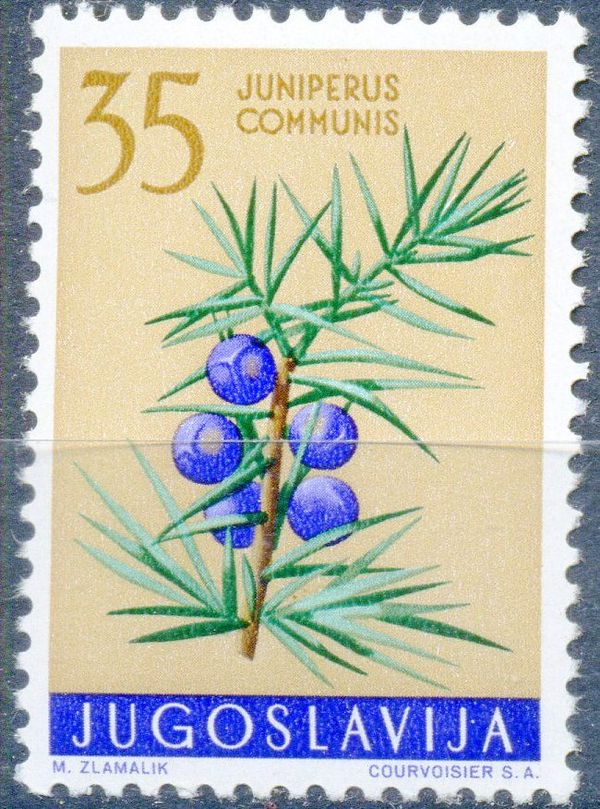 Juniperus Communis