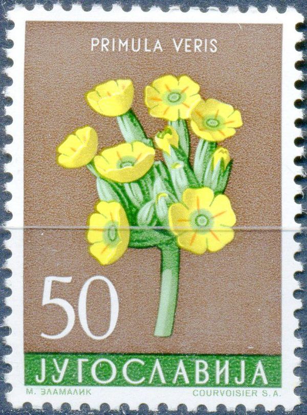Cowslip Primrose (Primula veris)