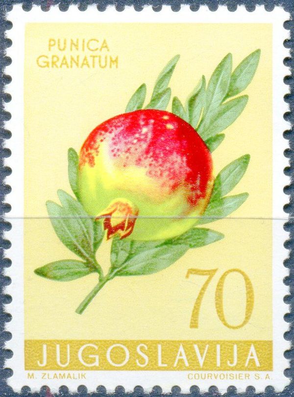 Pomegranate (Punica granatum)