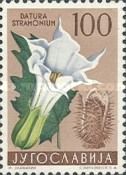 Thorn Apple (Datura stramonium)