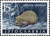 Northern White-breasted Hedgehog (Erinaceus europaeus)