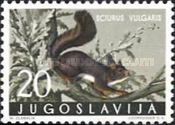 Eurasian Red Squirrel (Sciurus vulgaris)