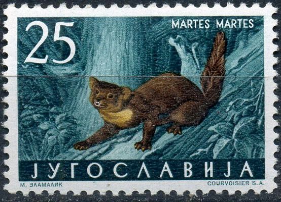 Pine Marten (Martes martes)
