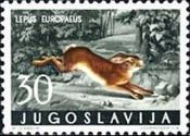 European Hare (Lepus europaeus)