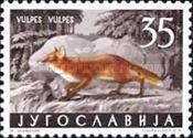Red Fox (Vulpes vulpes)
