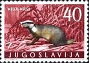 European Badger (Meles meles)