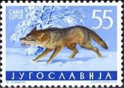 Wolf (Canis lupus)