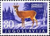 Western Roe Deer (Capreolus capreolus)