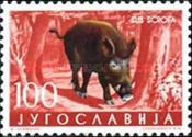 Wild Boar (Sus scrofa)
