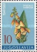 Big-flowered Foxglove (Digitalis grandiflora)