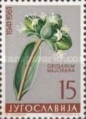 Sweet Marjoram (Origanum majorana)