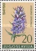 Hyssop (Hyssopus officinalis)
