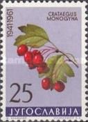 Hawthorn (Crataegus monogyna)