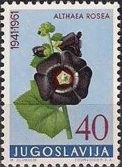 Common hollyhock (Althaea rosea)