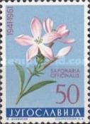 Saponaria Officinalis