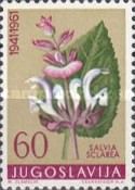 Clary sage (Salvia sclarea)