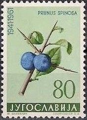 Blackthorn (Prunus spinosa)