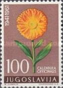Calendula Officinalis