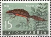 Northern Crested Newt (Triturus cristatus)