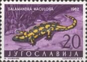 Fire Salamander (Salamandra salamandra)