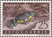 Yellow-bellied Toad (Bombinator pachypus)